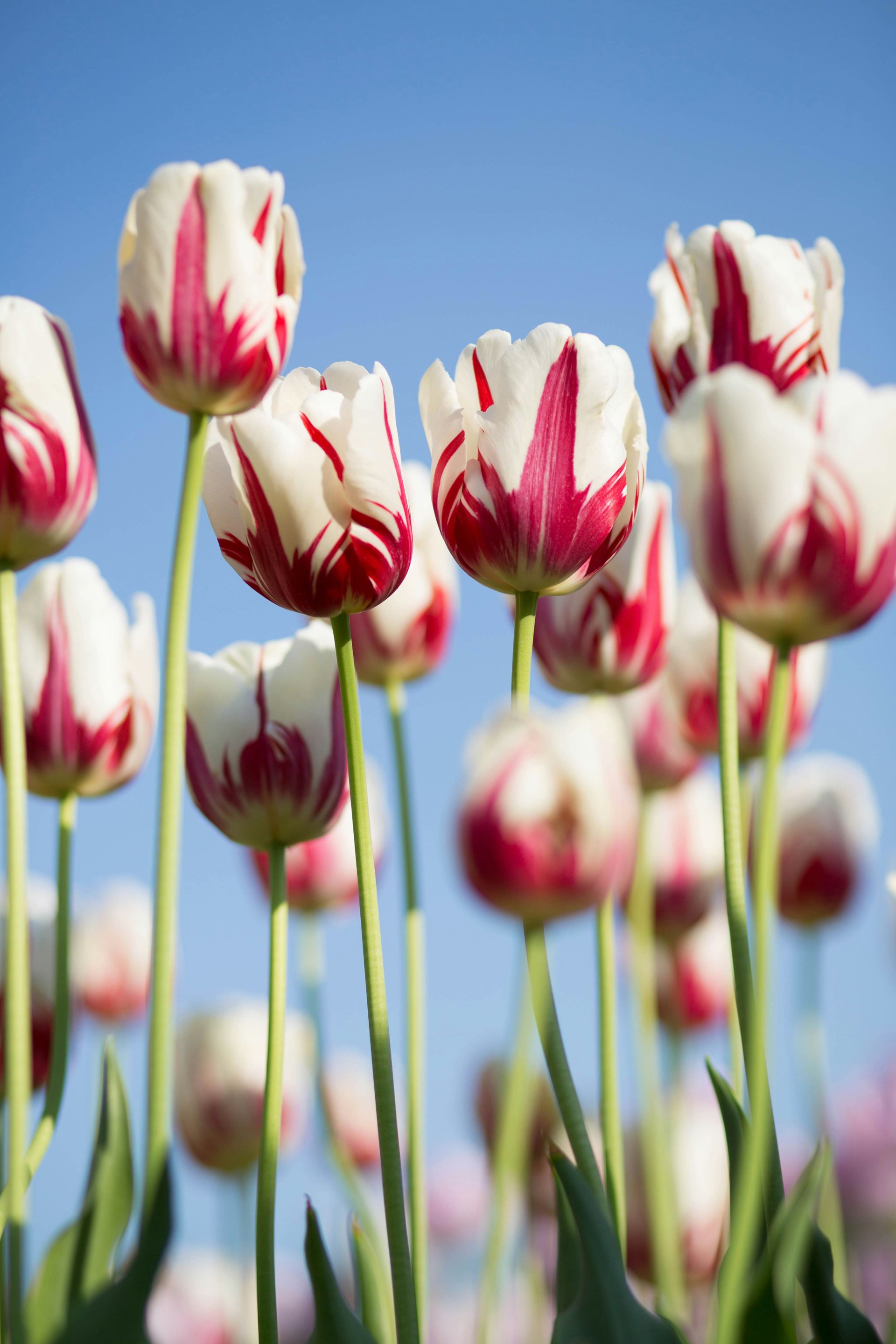 Red and white tulips with clear blue sky in the background